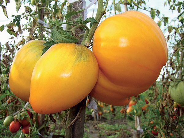  Spas à la tomate et au miel