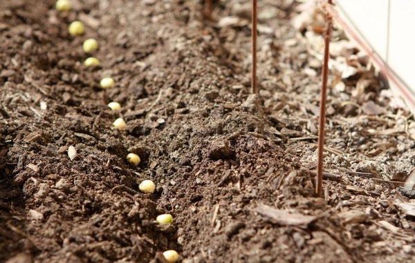  Los guisantes se pueden plantar en la primavera tan pronto como el suelo se calienta