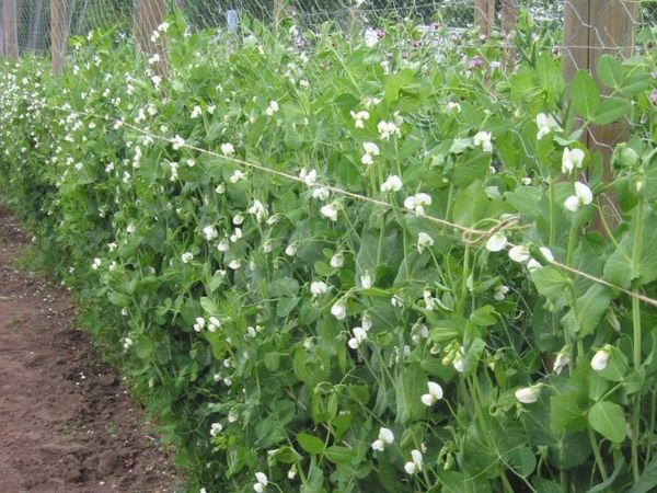  Las variedades altas de guisantes se deben plantar de acuerdo con el esquema 70x70