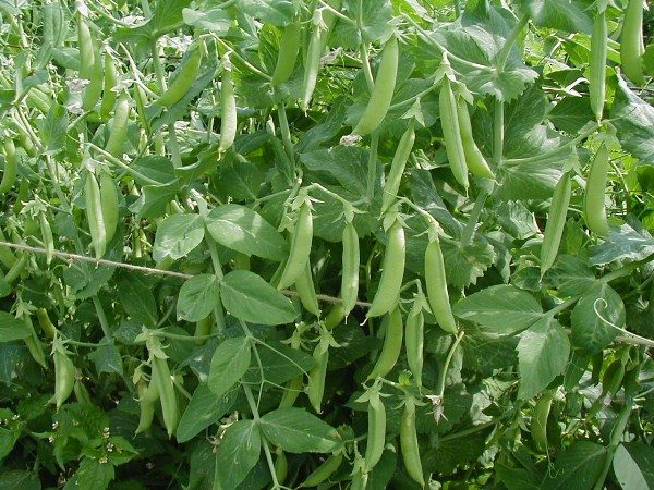  Guisantes verdes en vainas