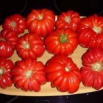  Les tomates les plus fructueuses