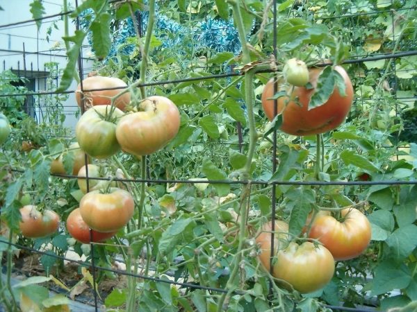  Tapisserie de tomates en métal