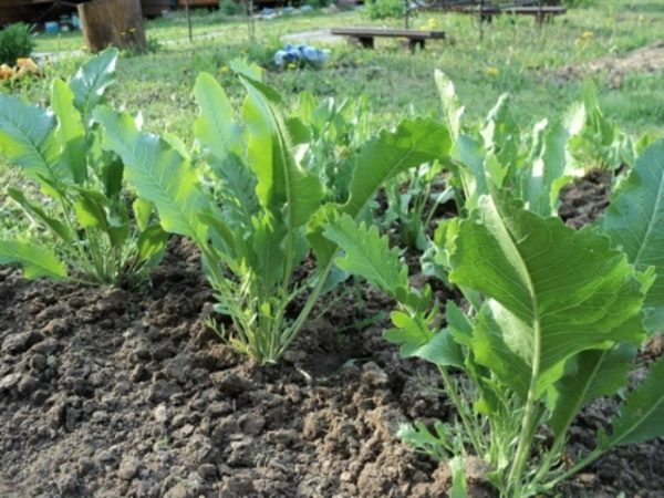  Bett mit Meerrettich im Garten