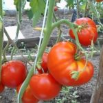  Les avantages de la culture de tomates hautes