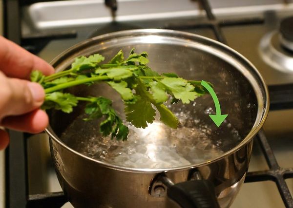  Cilantro-Abkochungen dürfen täglich getrunken werden.