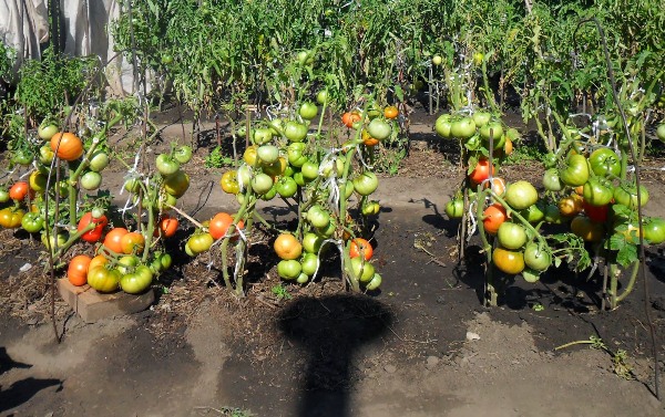  Culture de tomates selon la méthode de I. M. Maslov