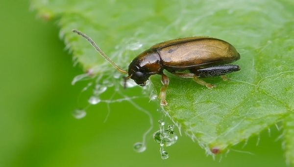  La pulga crucífera es una plaga peligrosa del berro