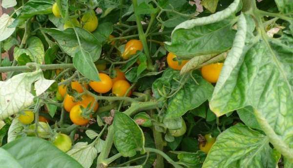  Tomates Honey Drop est bien protégé contre la défaite des maladies les plus courantes, y compris le fittotor et la jambe noire