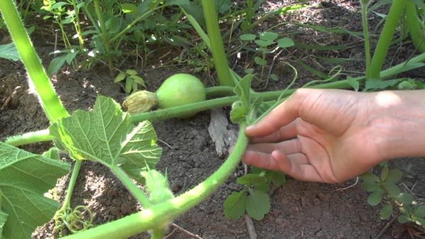  Selección y preparación de un brote de calabaza para pellizcar.