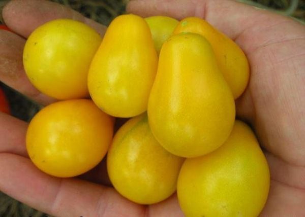  Les fruits de cette variété ont une teneur très élevée en sucre dans la pulpe.