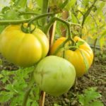  Les avantages de la culture de tomates hautes