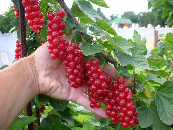  Grosella roja holandesa