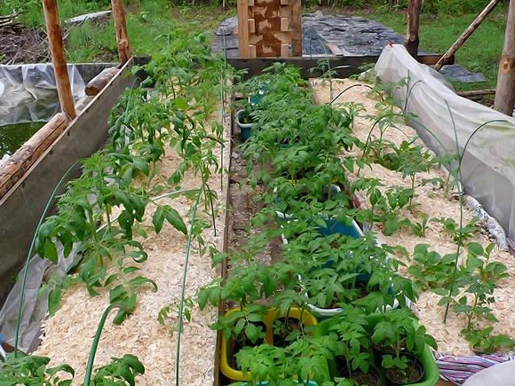  Sciure de bois sur des tomates dans une serre sous forme de paillis