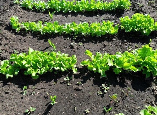  Cómo plantar una ensalada