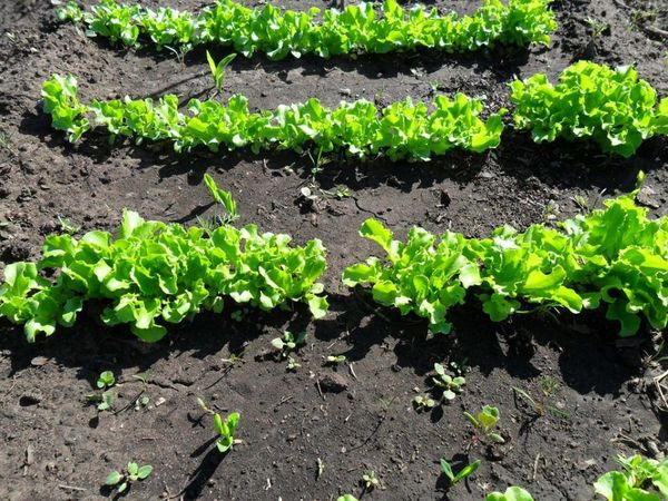  Cómo plantar una ensalada