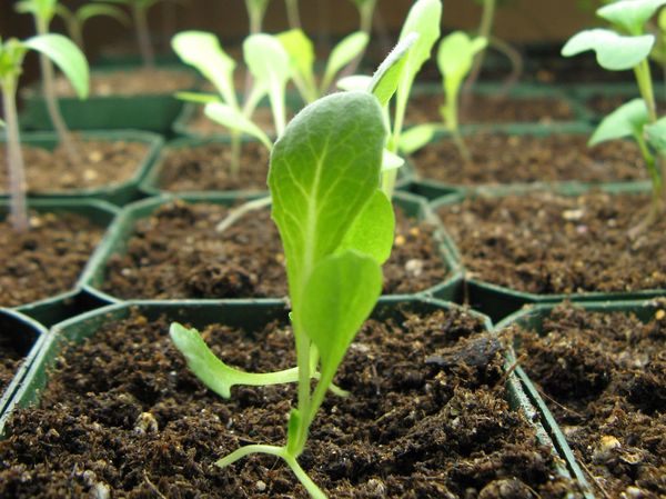  La lechuga romaten se cultiva en forma de plántula.