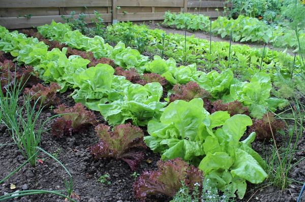  Se elige un lugar bien ventilado e iluminado para plantar la ensalada.