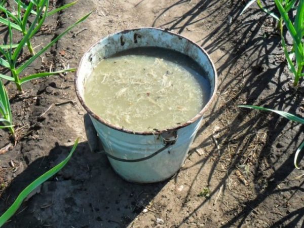  Infusion sur la litière de poulet