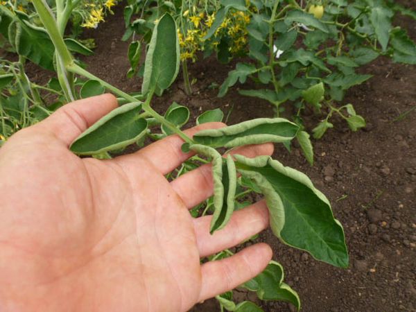  Manque d'oligo-éléments dans les tomates