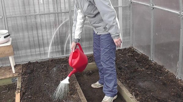  Prévention des maladies de la tomate en serre