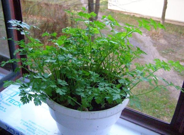  Cultivo de perejil en el alféizar de la ventana.