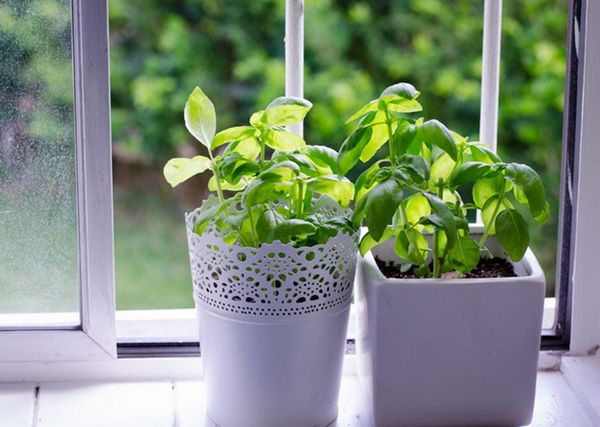  Cultivo de albahaca en el alféizar de la ventana.