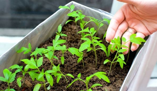  Entretien des plants de tomates