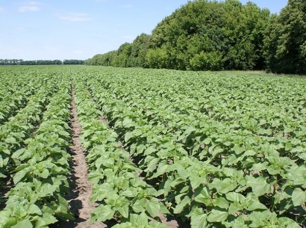  Herbicidas para girasol