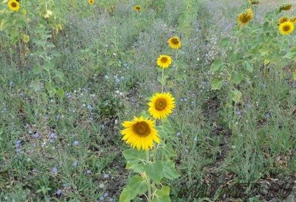  Como regla general, la maleza crece más rápido que el girasol