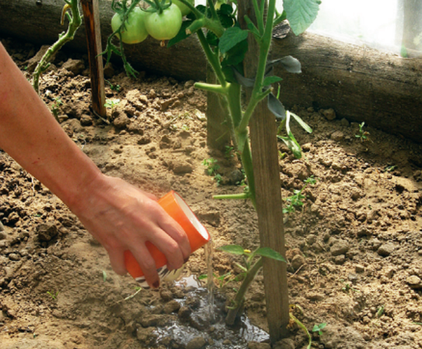  Opiniones jardineros sobre abono Salud