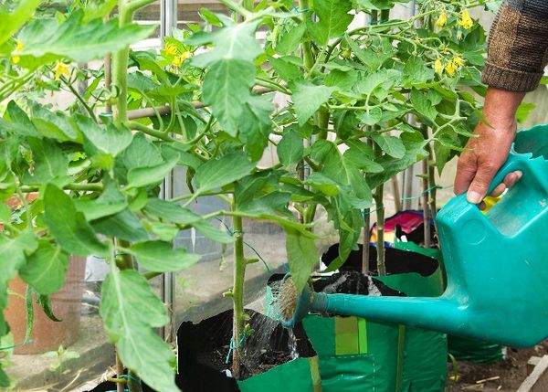  Planter des plants sur des lits ouverts