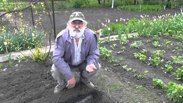  Conditions pour la plantation de tomates en pleine terre en Biélorussie et au Kouban