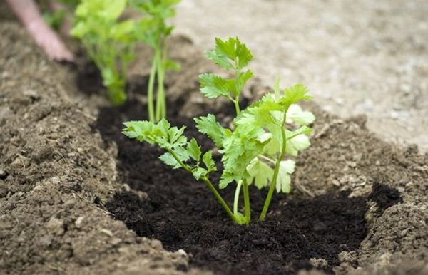  Al plantar antes del invierno, después de la aparición de brotes, regar 3 veces por semana.