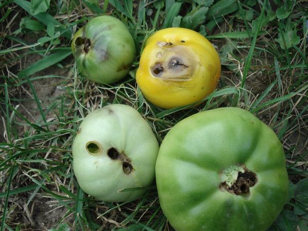  Ver fil de fer sur des tomates en serre