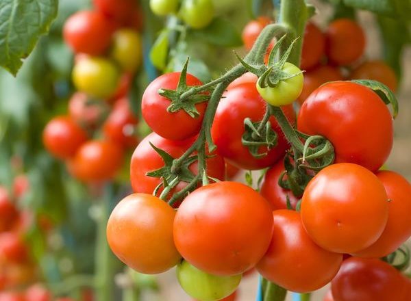  Que peut-on planter après les tomates