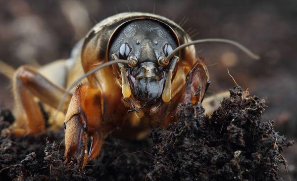  Oso - un gran insecto que cava