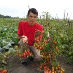  Les tomates de serre en polycarbonate les plus productives