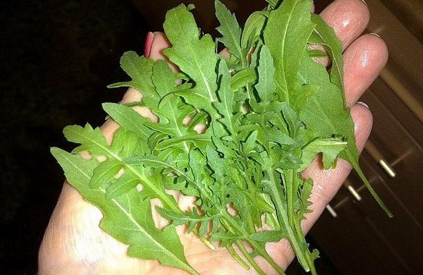  La rúcula se cosecha a una longitud de hoja de unos 10 cm.