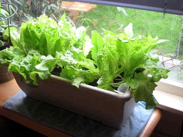  Cultivo de lechuga en el alféizar de la ventana.