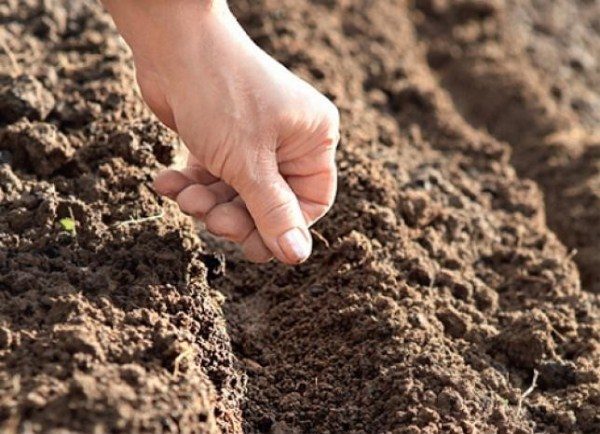  Die Bodenfruchtbarkeit beeinflusst das Dillwachstum