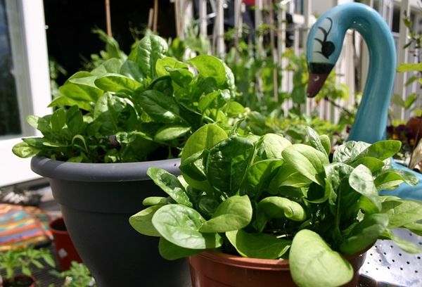  Puedes cultivar espinacas en macetas y cajas de flores.