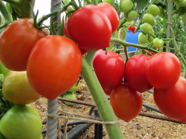  Les fruits d'une catégorie ressemblent à la crème et ont un poids moyen d'environ 100 grammes.