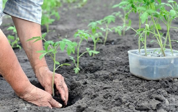  Les semis sont transplantés dans le sol entre 50 et 70 jours