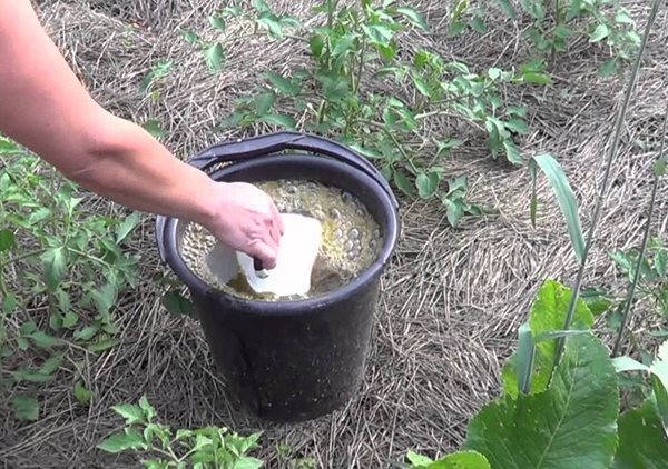  Pour augmenter le rendement des tomates il faut nourrir plusieurs fois