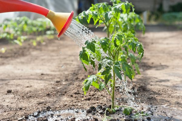  En pleine terre, l'arrosage des tomates est effectué 1 à 2 fois par semaine.