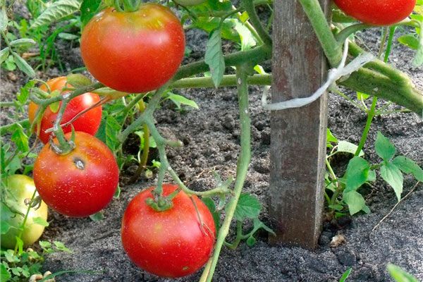  Pour que les fruits soient beaux et sains - il est nécessaire d’utiliser des fongicides