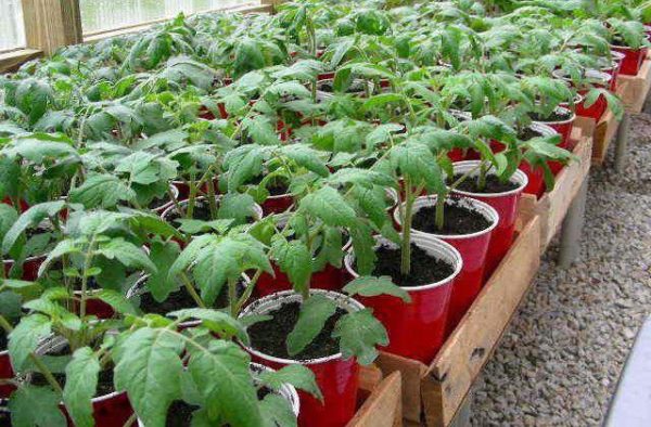  Plants de tomates Rio Grande