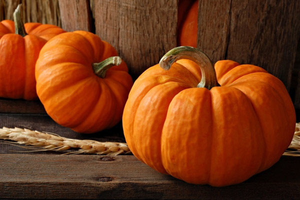  Calabazas grandes y maduras que crecieron después de pellizcar una planta durante la formación de brotes.