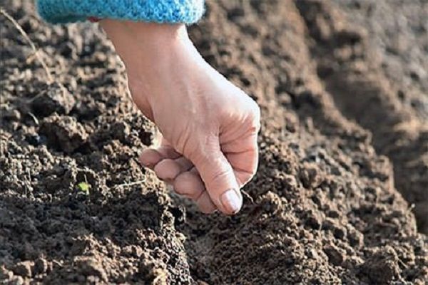  Para plantar eneldo, preparar la profundidad de surco de unos 2 cm.