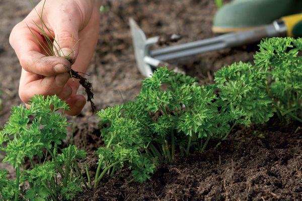  Obligatorio es necesario quitar las malas hierbas en camas con verdes y aflojar el suelo.